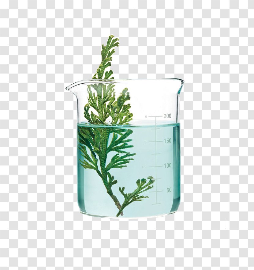 Aquatic Plants Glass Science - Of Green Transparent PNG
