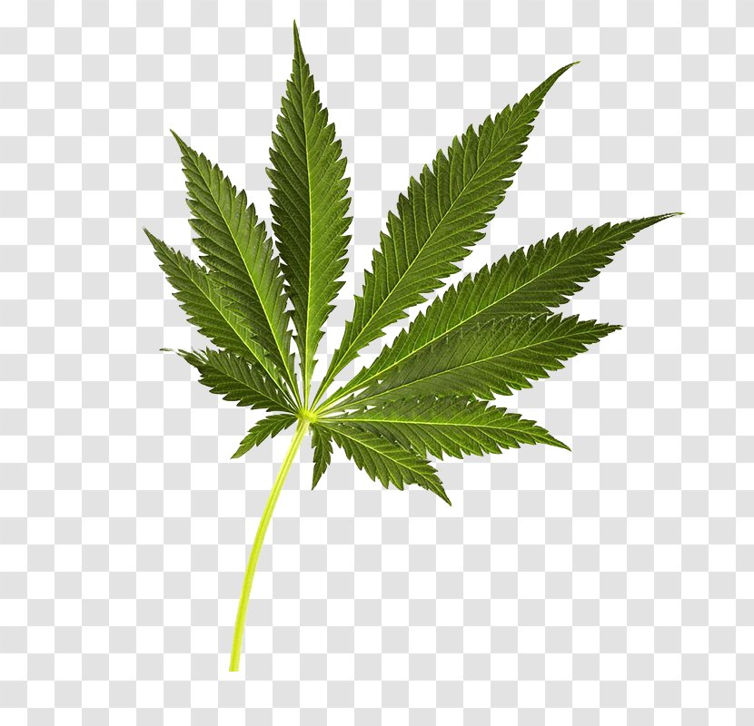 Cannabis Sativa - Hemp Family - Green Leaves Transparent PNG