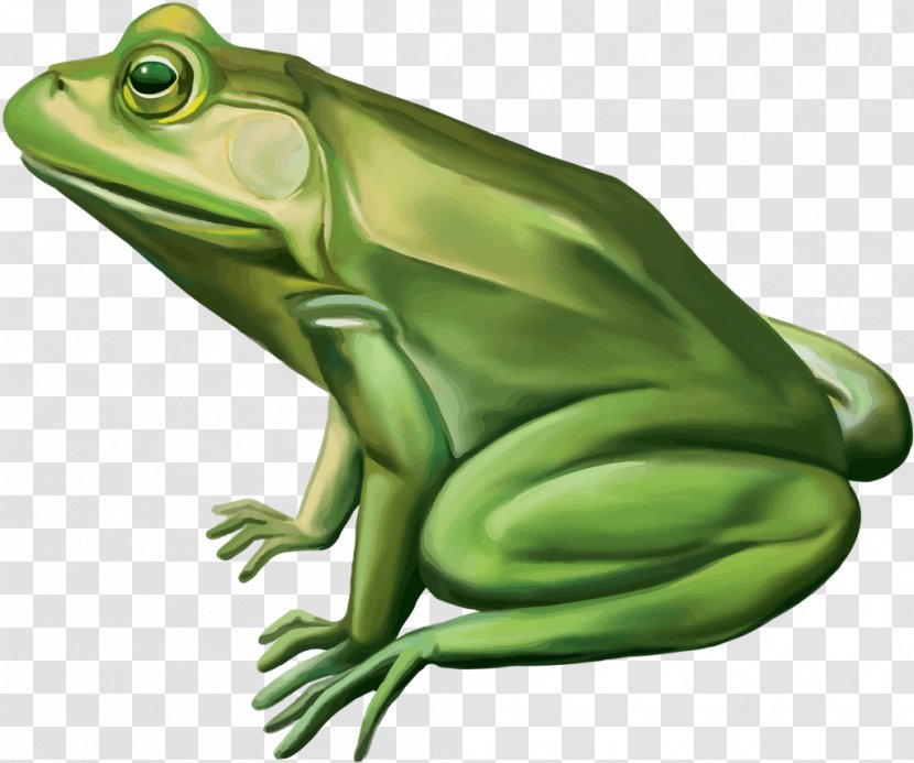 Edible Frog Mallard Duck Toad - Royaltyfree Transparent PNG