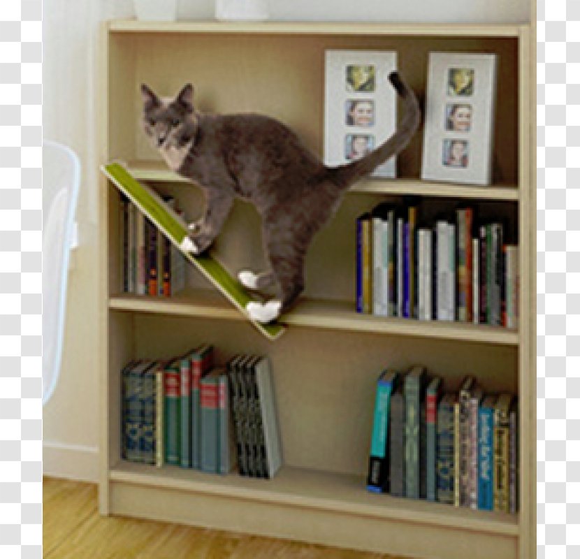 Cat Shelf Bookcase Window Library - Scratch - Santa Monica Transparent PNG