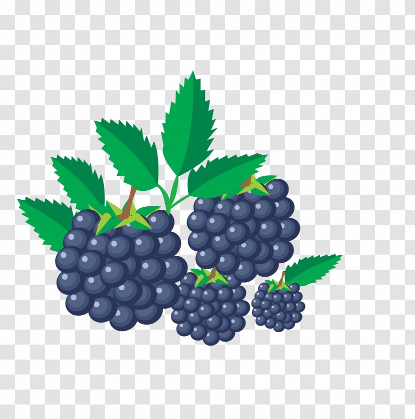 Fruit Clip Art - Grape - Blackberry Transparent PNG