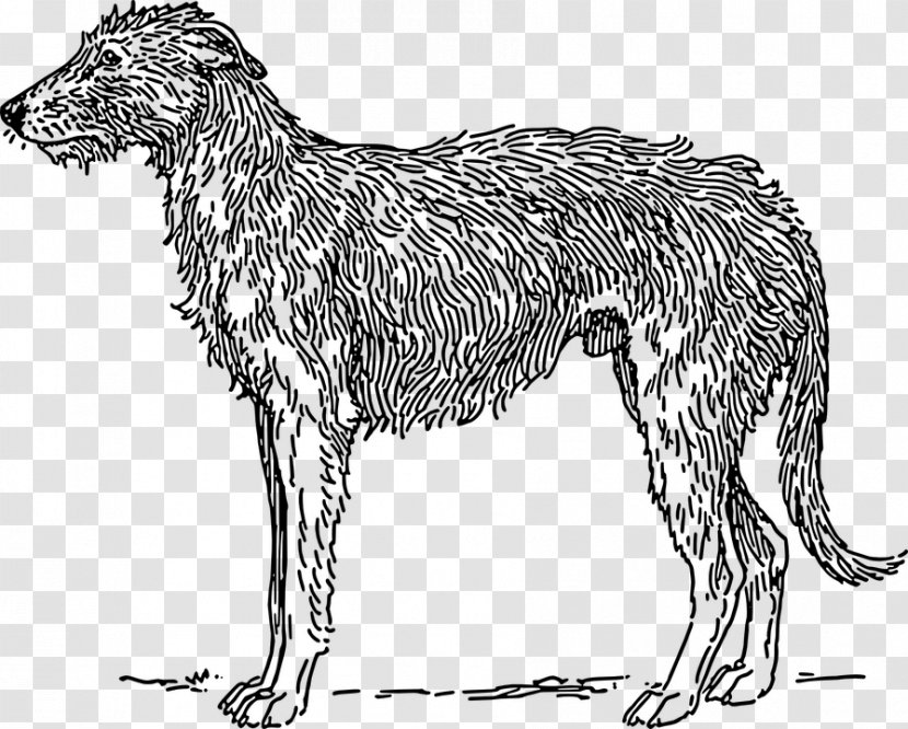 Scottish Deerhound Borzoi American Staghound Irish Wolfhound Bloodhound - Chesapeake Bay Retriever - Line Art Transparent PNG