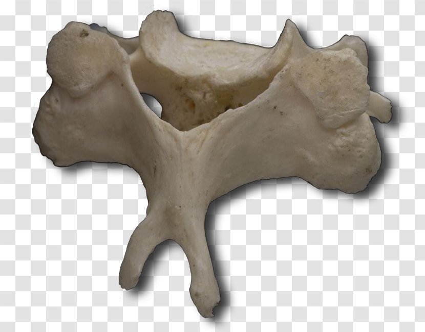 Human Vertebral Column Cervical Vertebrae Atlas - Jaw Transparent PNG