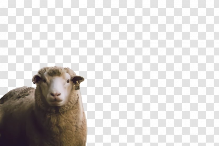 Eid Al Adha Sheep - Horn - Wildlife Goat Transparent PNG