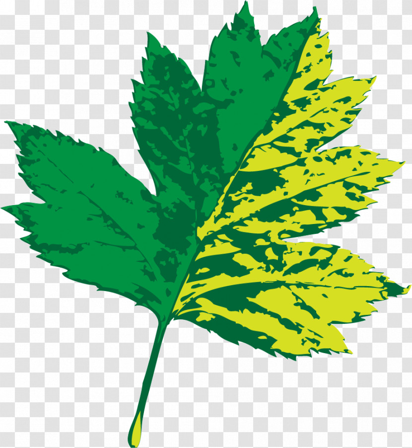 Leaf Plant Stem M-tree Line Tree Transparent PNG