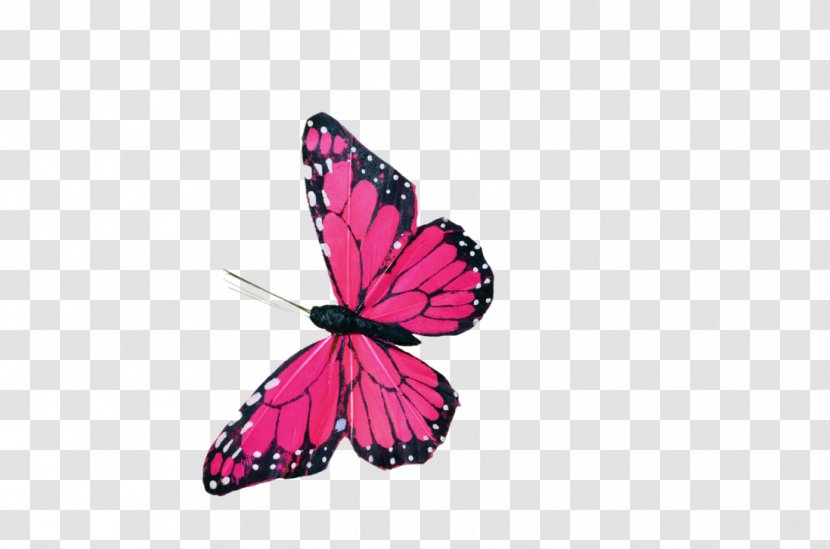 Butterfly Color Clip Art - Wing - Pink Decoration Transparent PNG