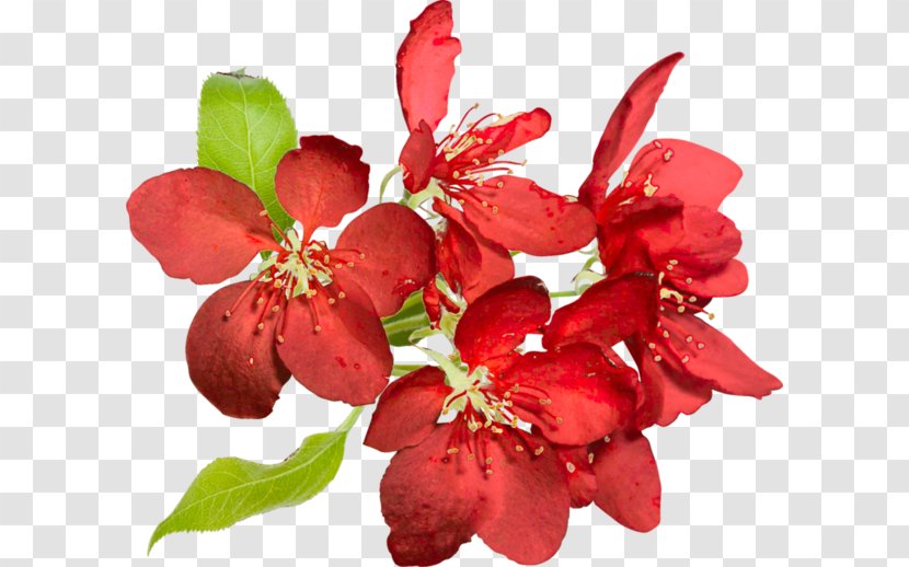 Blossom Petal Flower Image - Branch - Solidaster Spp Fleurs Transparent PNG