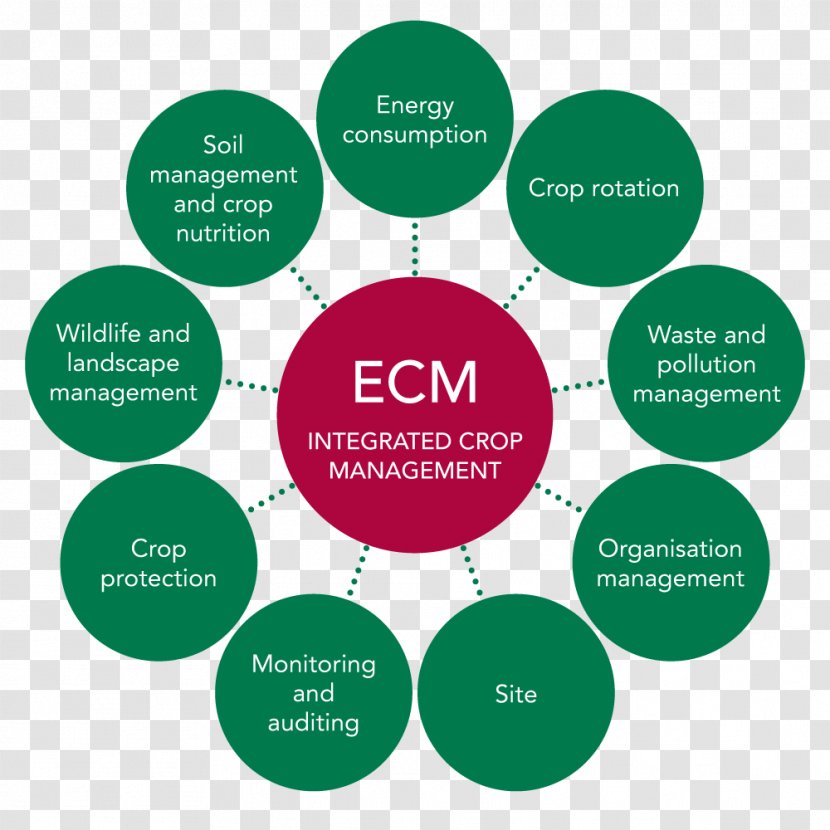 Human Resource Management Strategic Strategy - Recruitment - Marketing Transparent PNG