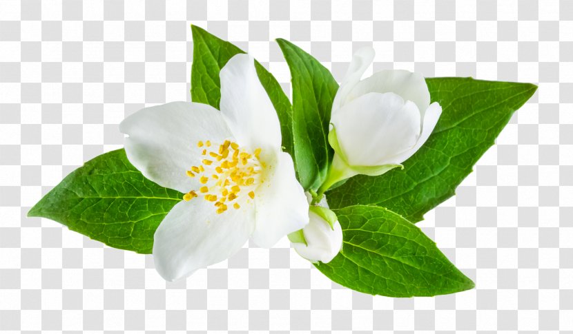 Jasminum Officinale Flower Stock Photography - Royaltyfree Transparent PNG