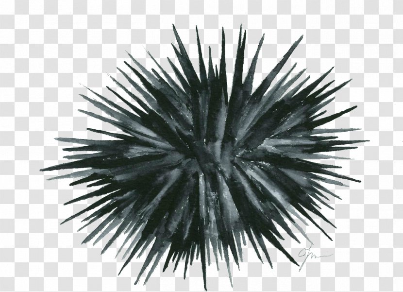 Sea Urchin Geometry Japanese Cuisine Shellfish Food - Echinoderm - Paracentrotus Lividus Transparent PNG