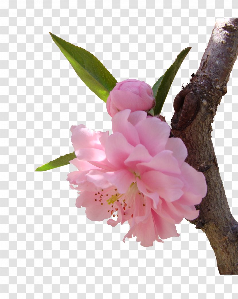 National Cherry Blossom Festival - Floristry - Pink Blossoms Transparent PNG