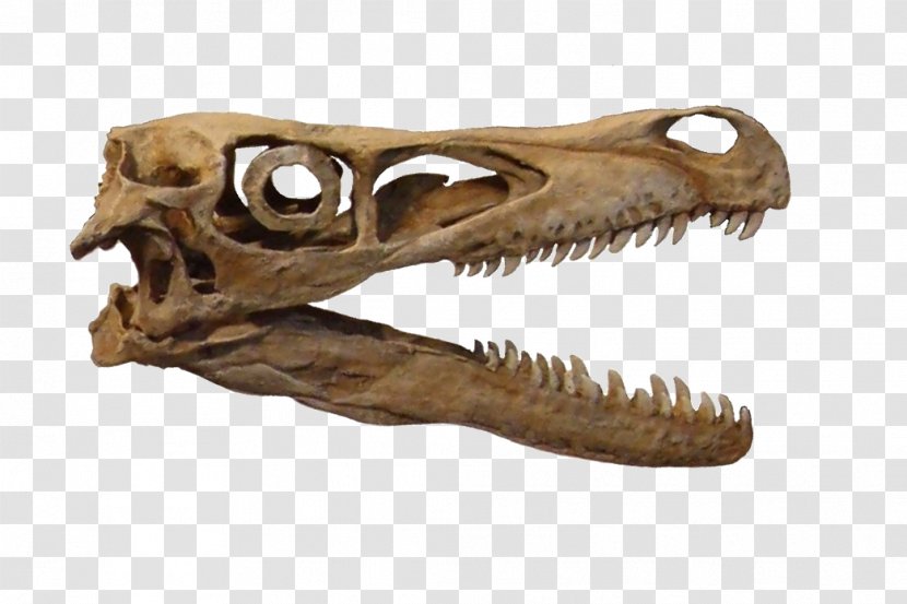 Velociraptor Tyrannosaurus Dinosaur Dromaeosaurus Sclerotic Ring Transparent PNG