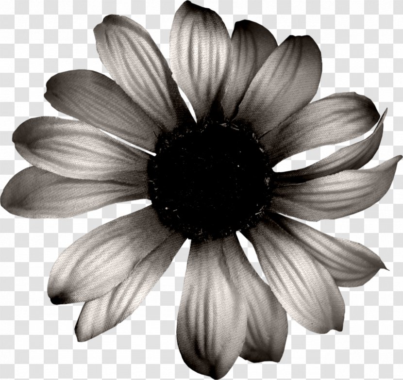 Common Sunflower Download Black And White - Monochrome Photography Transparent PNG