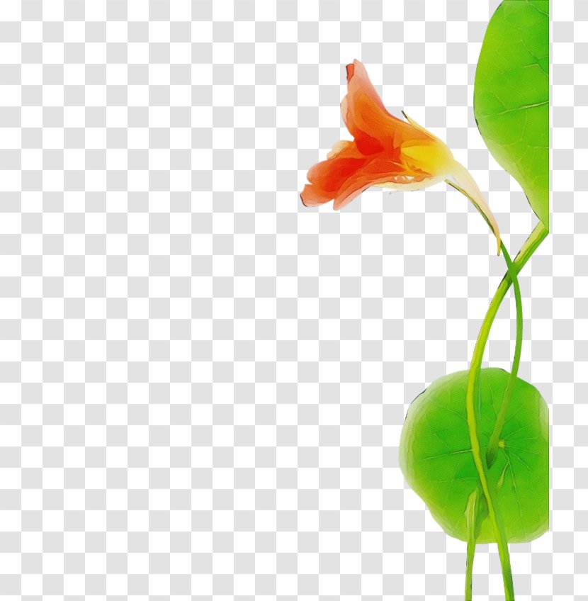 Flower Plant Stem Leaf Anthurium - Pedicel Petal Transparent PNG