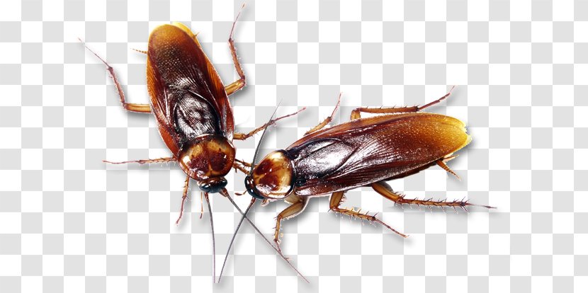 German Cockroach Insecticide Pest Control - Invertebrate - Cocroach Transparent PNG