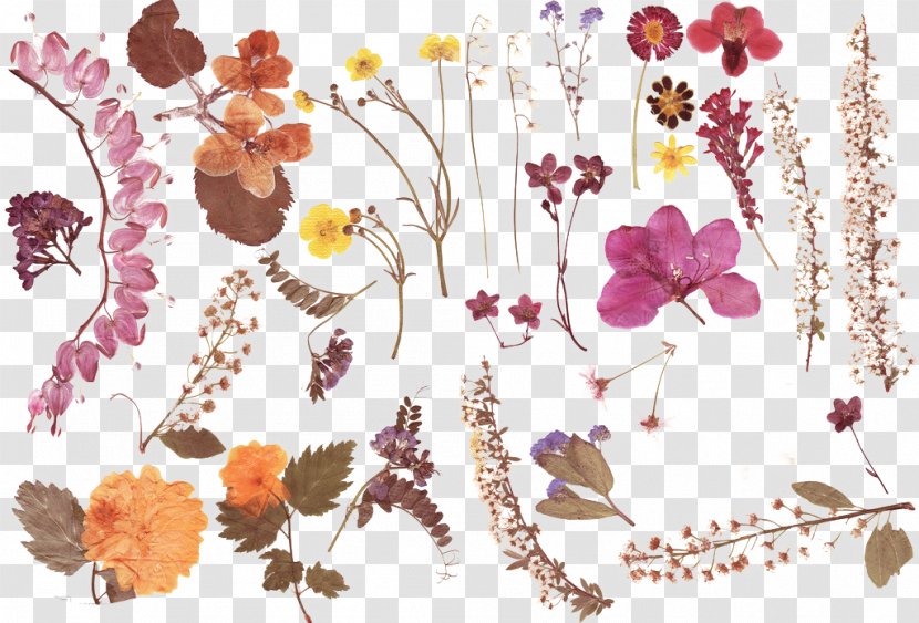 Dried Material - Pressed Flower Craft - Paper Transparent PNG