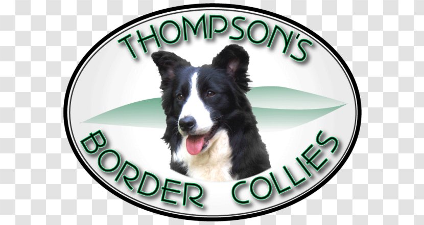 Dog Breed Border Collie Rough Snout - Like Mammal - Australian Shepherd Transparent PNG