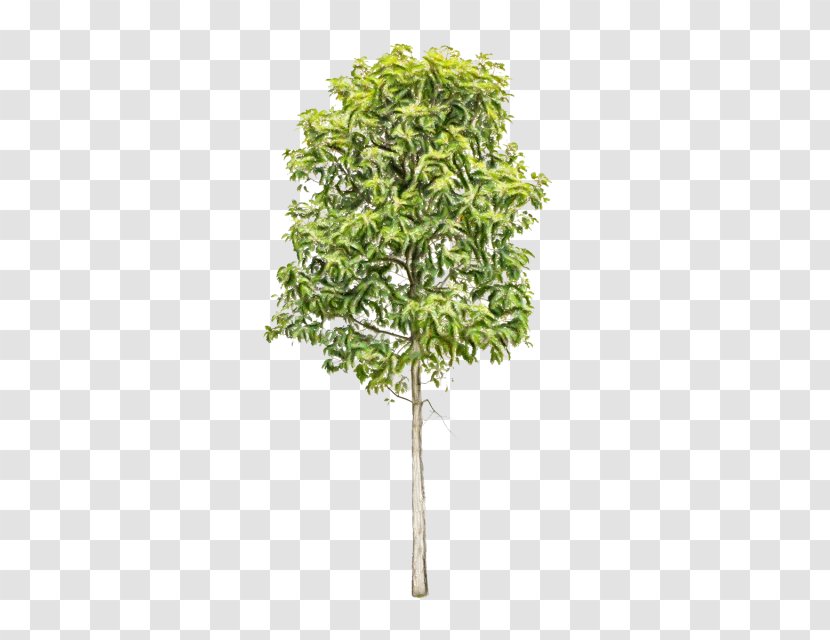 Plane - Green - Shrub Plant Stem Transparent PNG