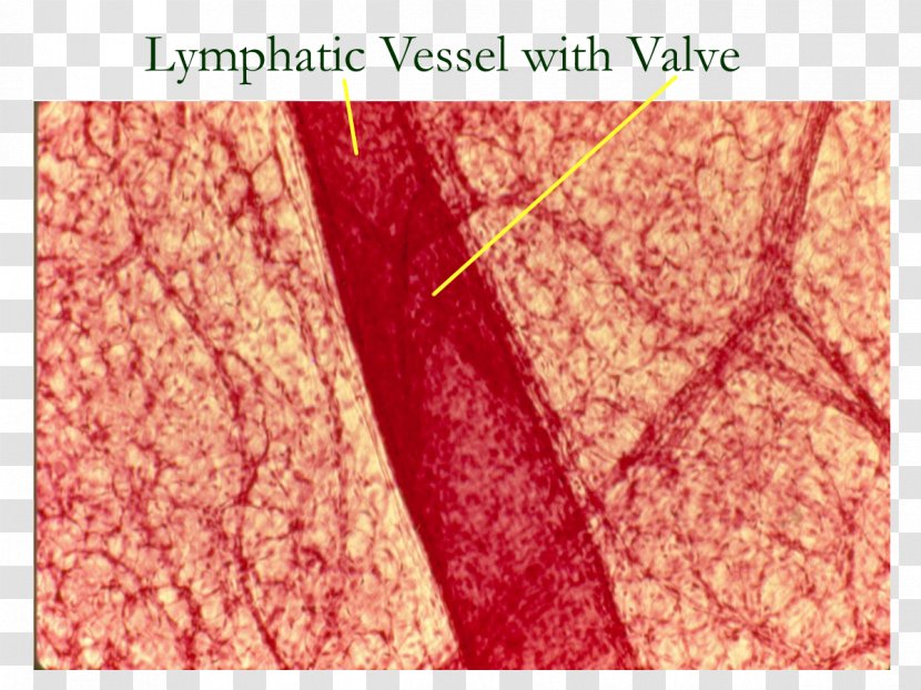 Lymphatic Vessel System Lymph Node Histology - Heart Transparent PNG