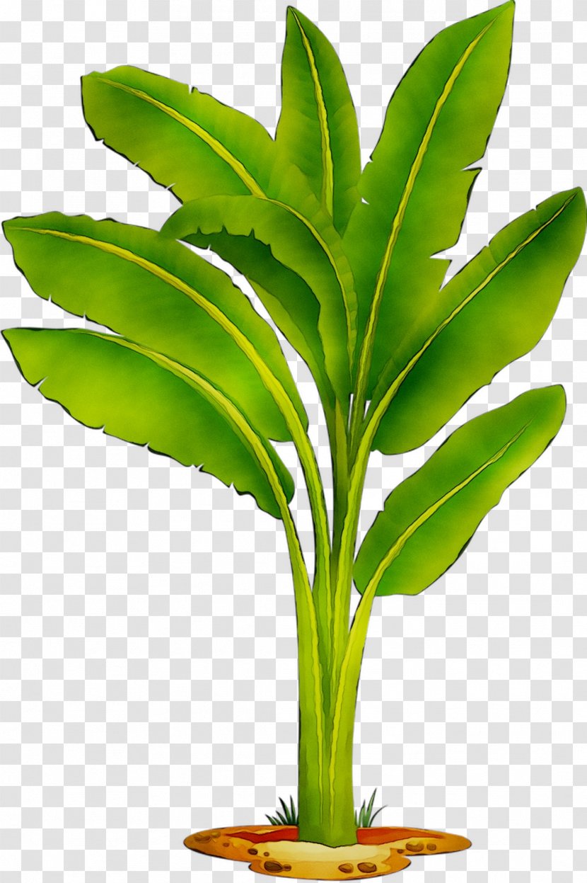 Clip Art Banana Openclipart Image - Coconut - Terrestrial Plant Transparent PNG