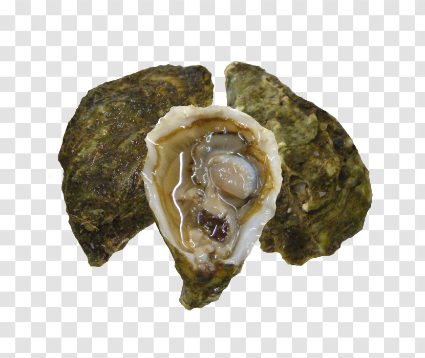 Oyster - Animal Source Foods - Minced Garlic Transparent PNG