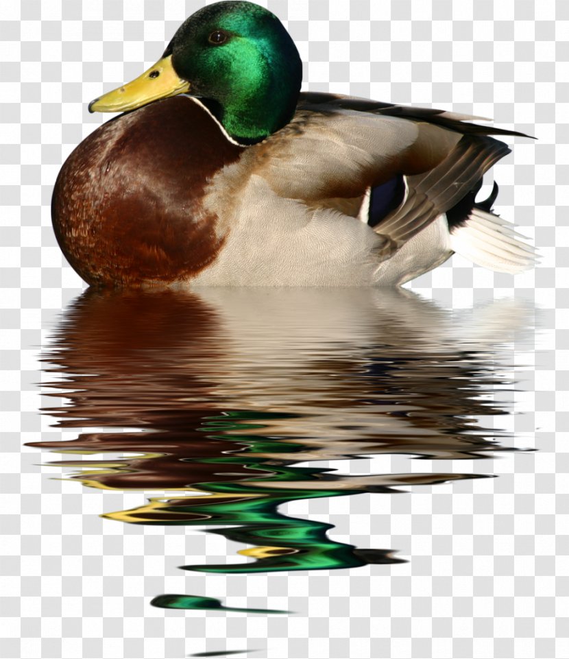 Duck Goose Cygnini Mallard - Painting Transparent PNG