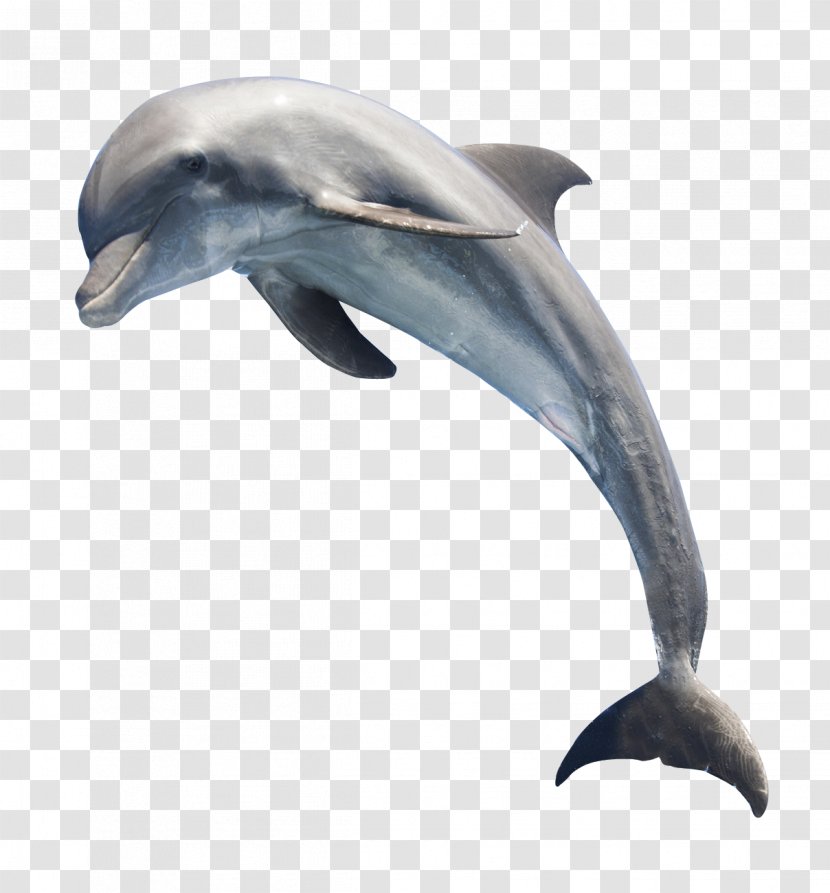 Common Bottlenose Dolphin Whale - Rough Toothed Transparent PNG
