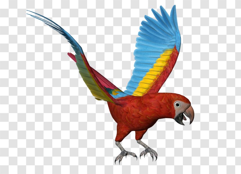 Macaw Owl Bird - Map Transparent PNG