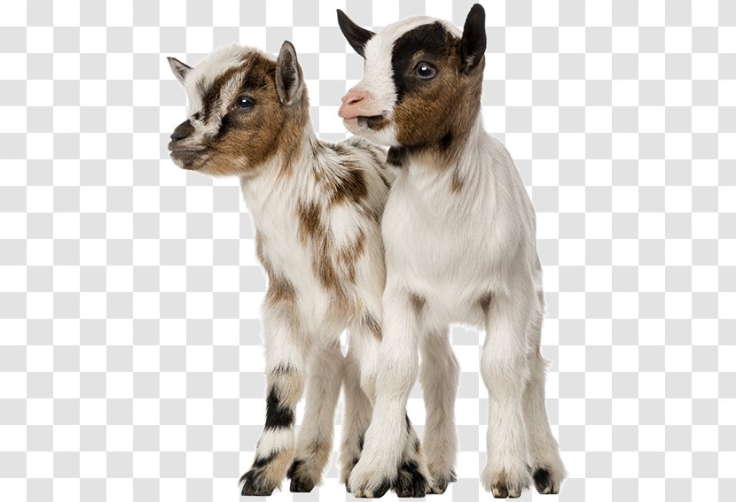 Goat Wild- Und Freizeitpark Ostrittrum Stock Photography Royalty-free - Farm - Ziege Transparent PNG