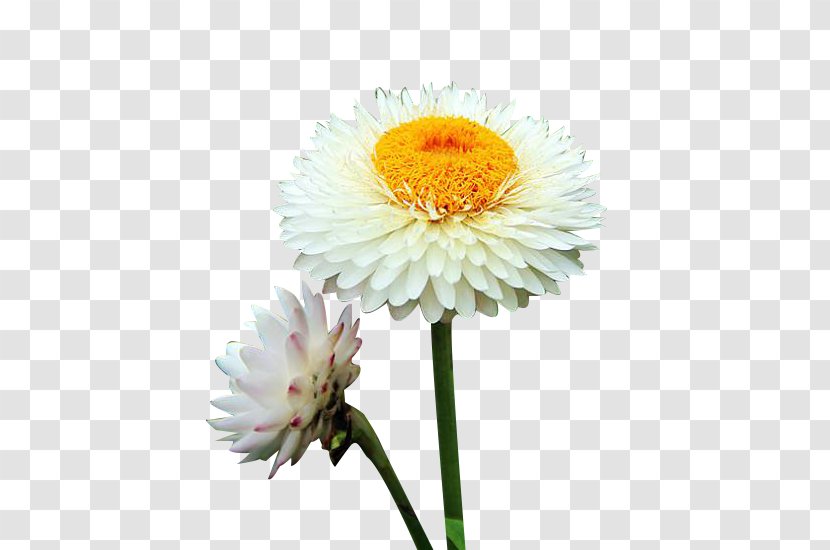 Chrysanthemum Xd7grandiflorum Oxeye Daisy Euclidean Vector - White - Two Picture Material Transparent PNG