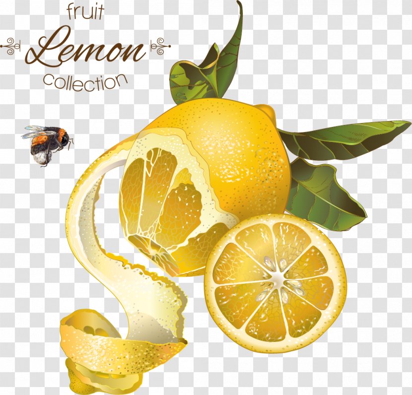 Lemon Fruit Illustration - Peel - Vector Background Retro Orange Honey Transparent PNG
