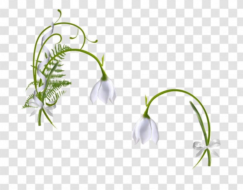 Ornamental Plant Snowdrop Leaf Clip Art - Painting - Gezegen Transparent PNG