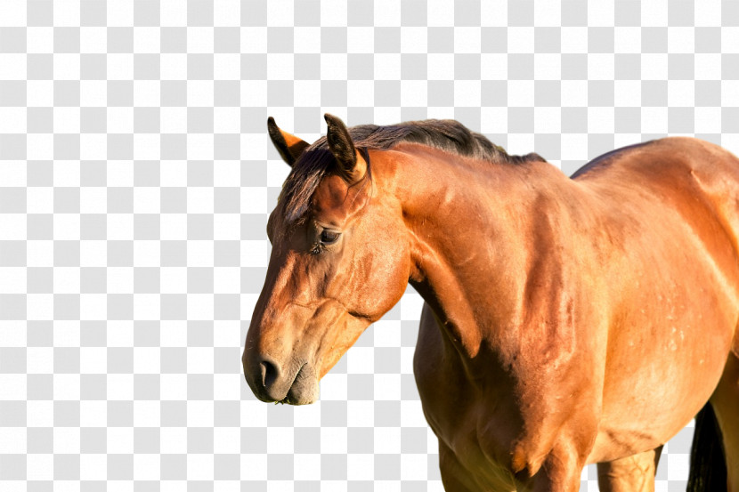 Stallion Mustang Rein Mare Halter Transparent PNG