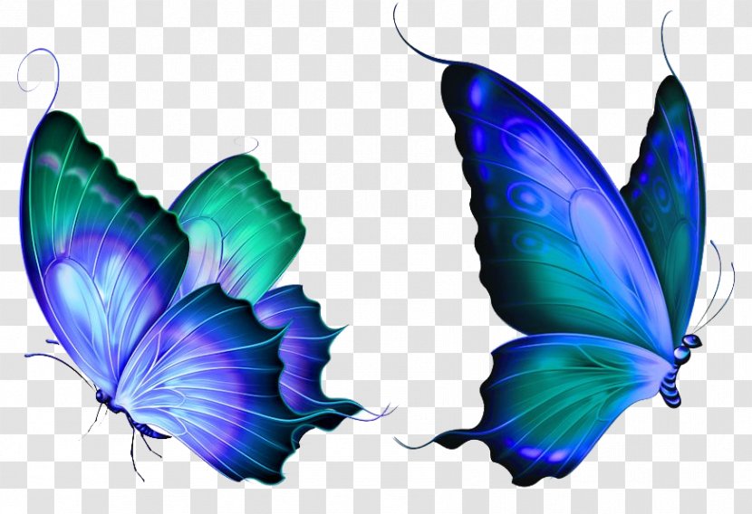 Butterfly Clip Art - Apple Icon Image Format - Dream Transparent PNG