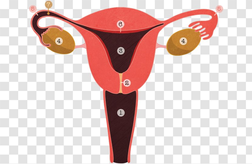 Tubal Ligation Ligature Menstruation Adenomyosis Reproductive System - Watercolor - Contraception Transparent PNG