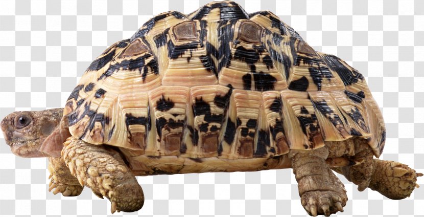 Turtle Reptile - Snout Transparent PNG
