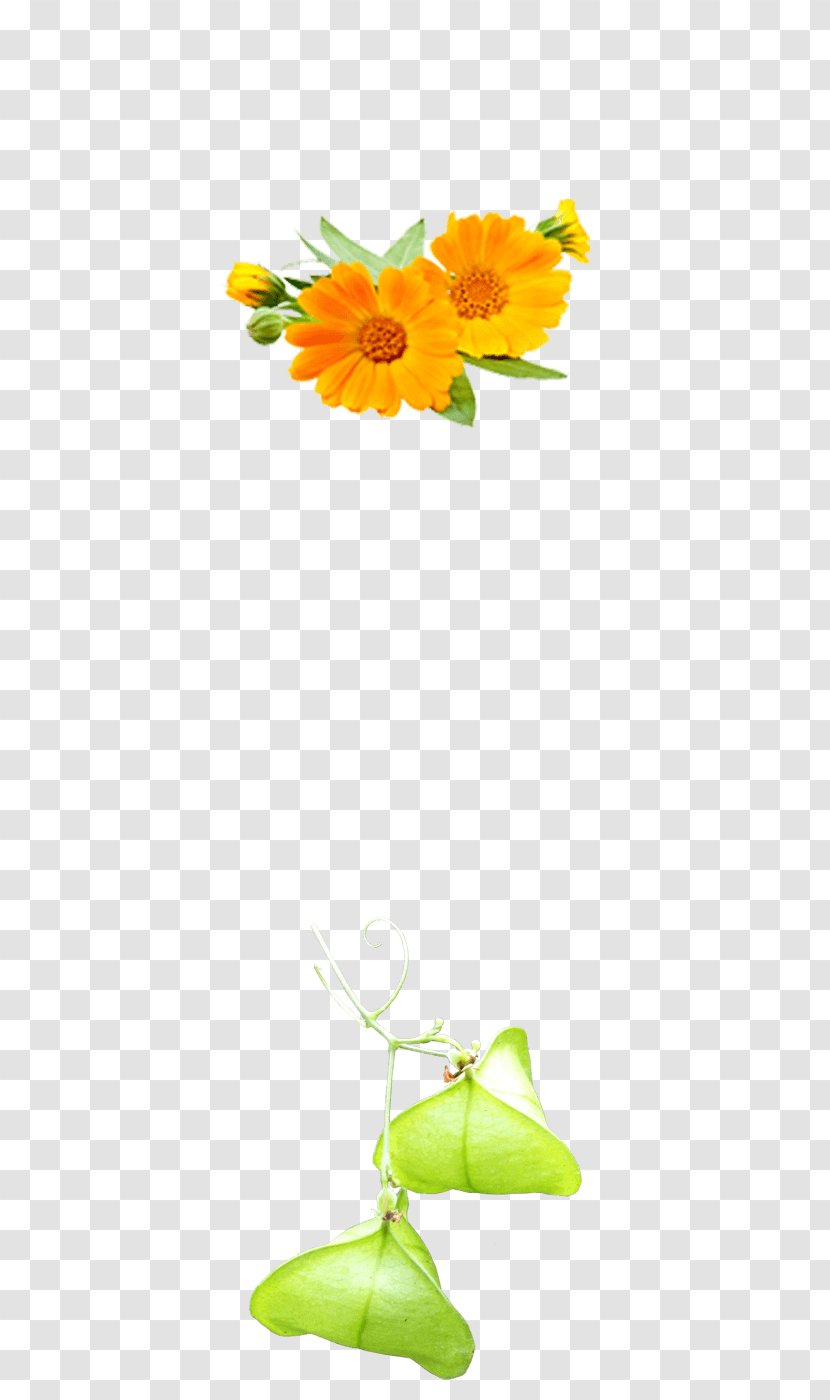 Common Sunflower Floral Design Cut Flowers Hair Styling Products - Flowering Plant - Calendula Officinalis Transparent PNG