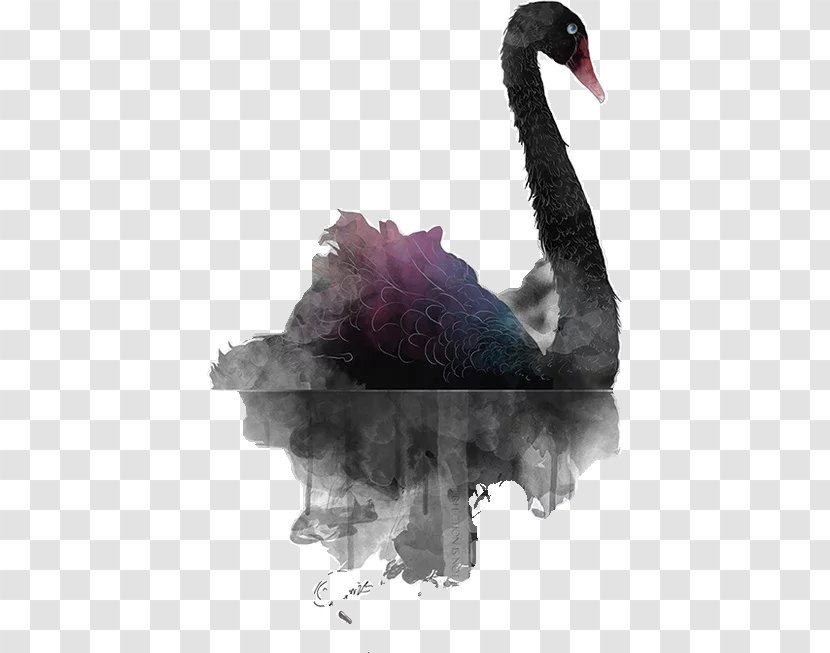 Black Swan Illustration - Water Bird - Painted Transparent PNG
