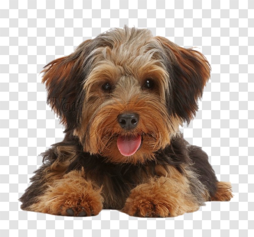 Yorkshire Terrier Norfolk Schnoodle Morkie Cavapoo - Puppy Transparent PNG