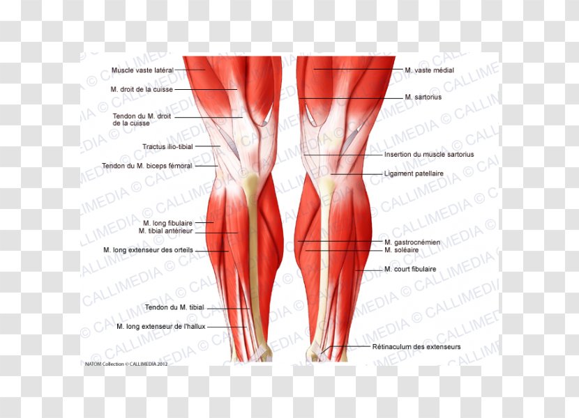 Knee Muscle Human Body Anatomy Tendon - Tree - Muscular System Transparent PNG