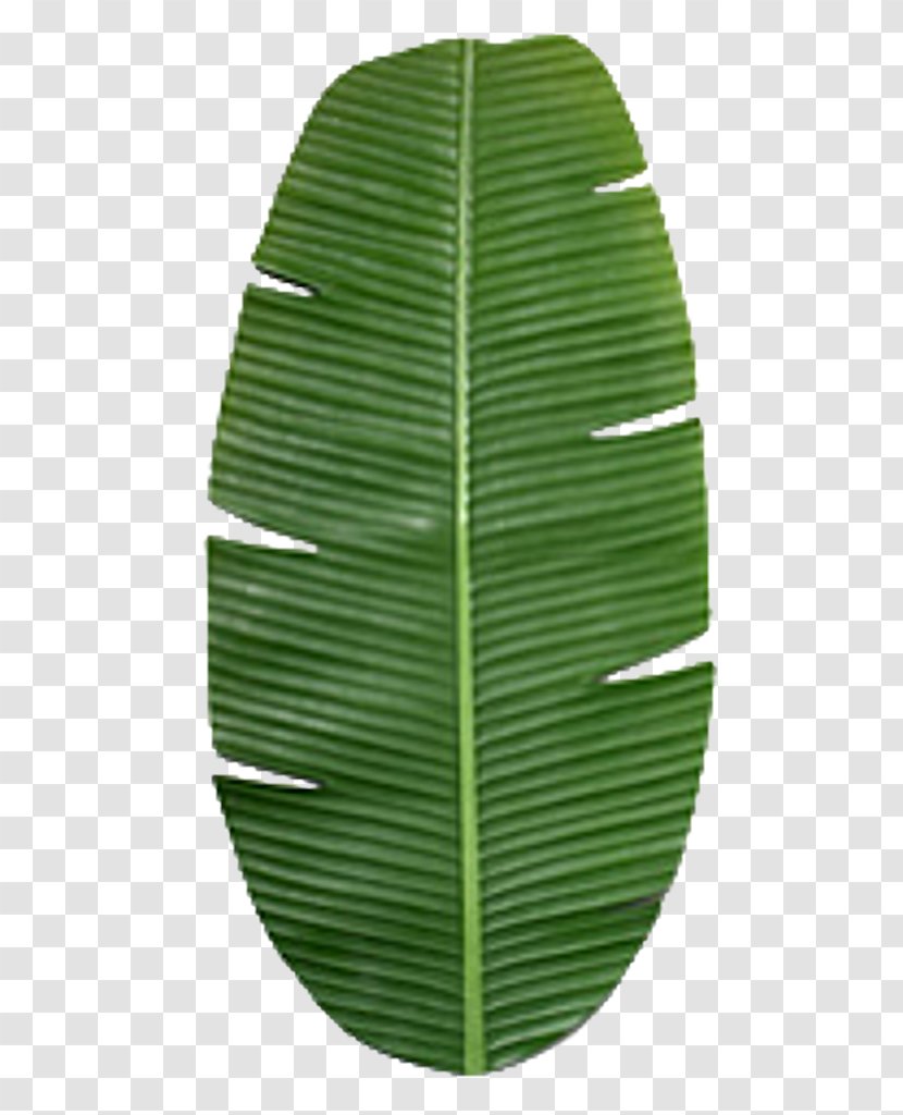 Banana Leaf Texture Mapping - Tree - Leaves Transparent PNG