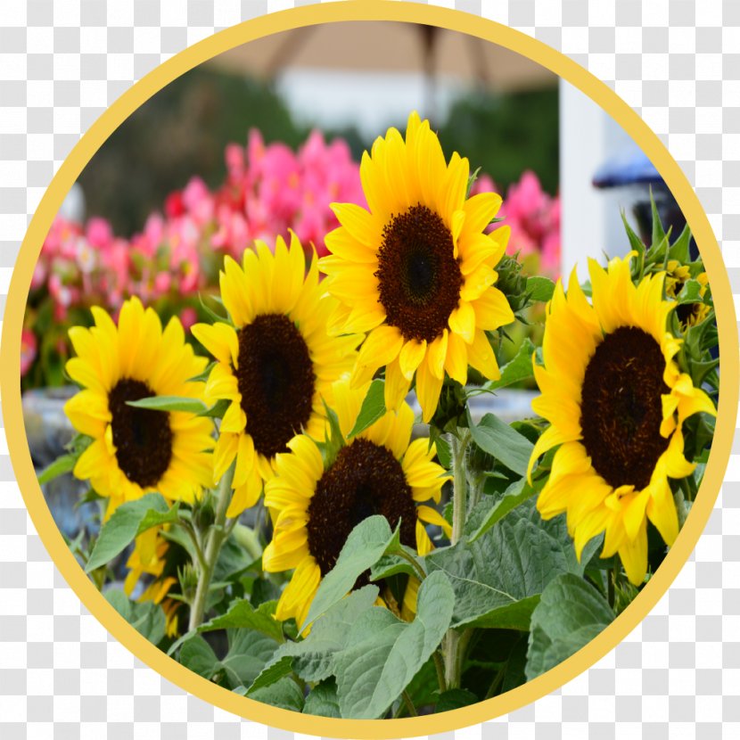 Common Sunflower Country Garden Shed Annual Plant Seed Transparent PNG