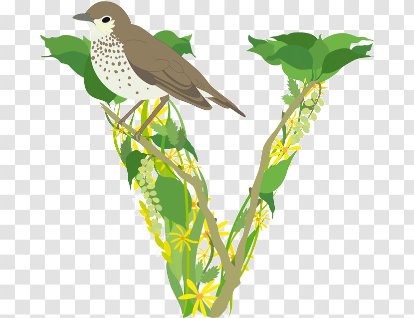 Flora Fauna Feather Beak Cuckoos - Graduation Season Element Transparent PNG