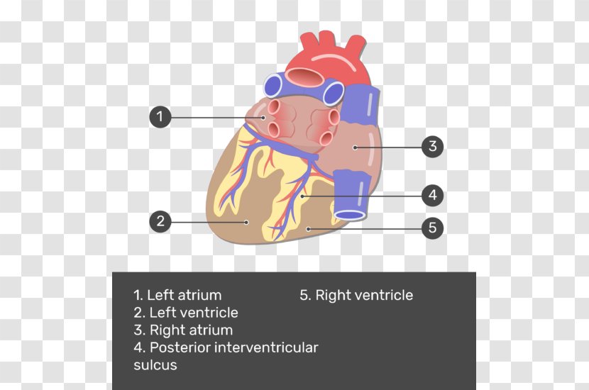 Coronary Arteries Posterior Interventricular Artery Heart Circulation - Cartoon Transparent PNG