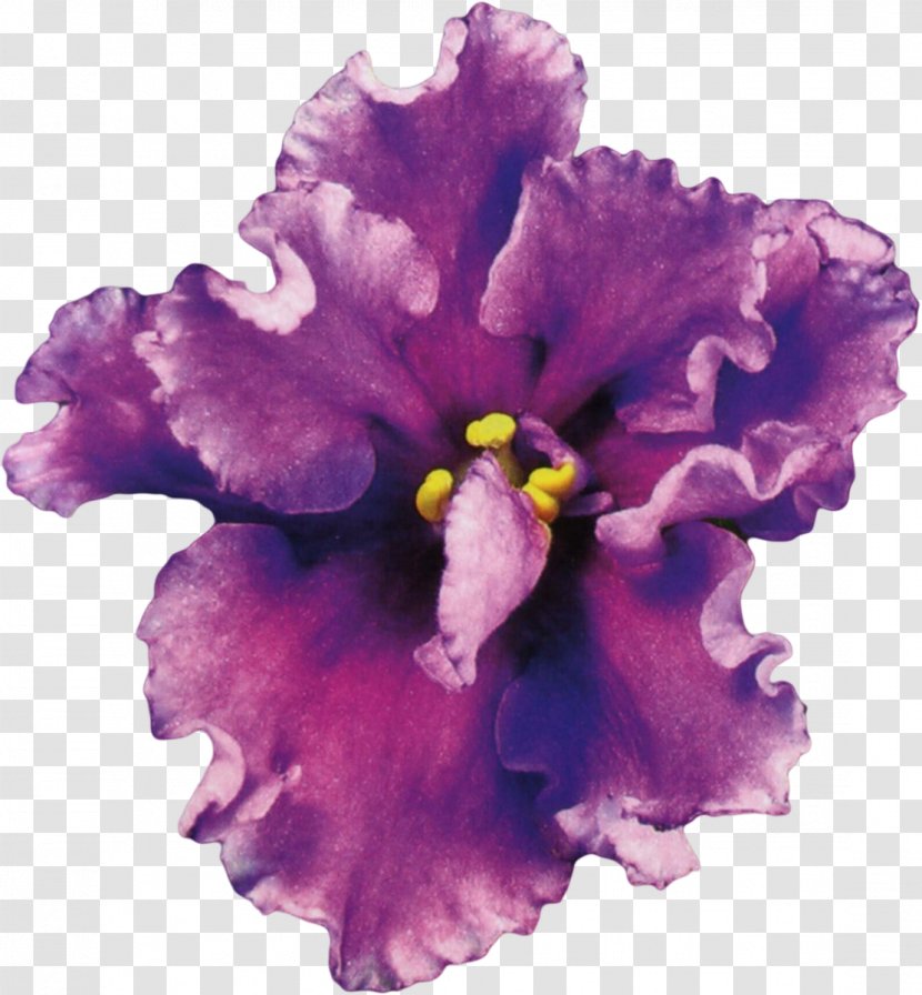 Wedding Violet Gift Jubileum Plant - Flower Transparent PNG