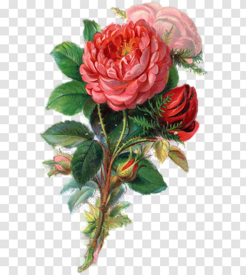 Garden Roses Cabbage Rose Floribunda Floral Design Cut Flowers - Victorian Era - Flower Transparent PNG