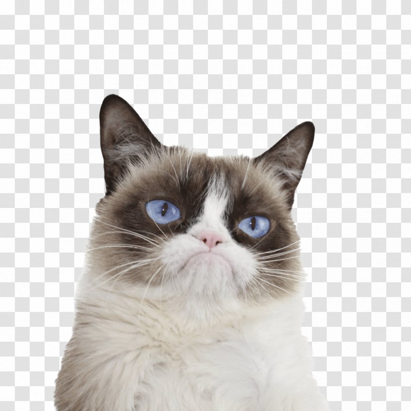 Grumpy Cat Kitten Clip Art - Cartoon - Cats Transparent PNG
