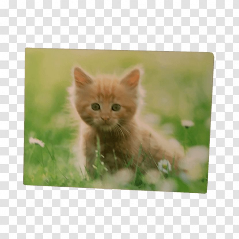 Kitten Whiskers Tabby Cat Domestic Short-haired Maine Coon - Fauna Transparent PNG
