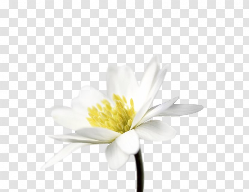 Cut Flowers Daisy Family Common Petal - Yellow - Water Lilies Transparent PNG