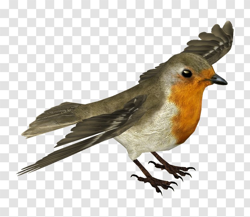 European Robin House Sparrow - Songbird - Nightingale Transparent PNG